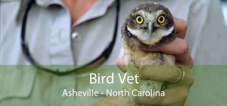 Bird Vet Asheville - North Carolina