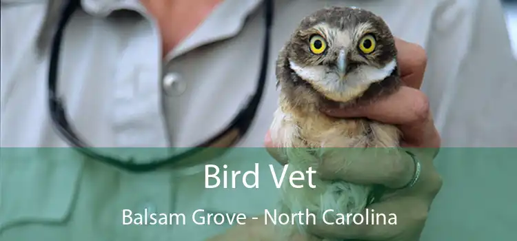 Bird Vet Balsam Grove - North Carolina