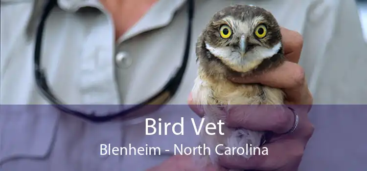 Bird Vet Blenheim - North Carolina