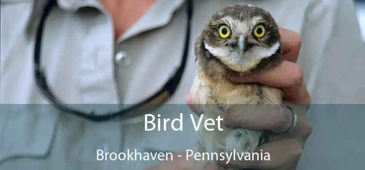 Bird Vet Brookhaven - Pennsylvania