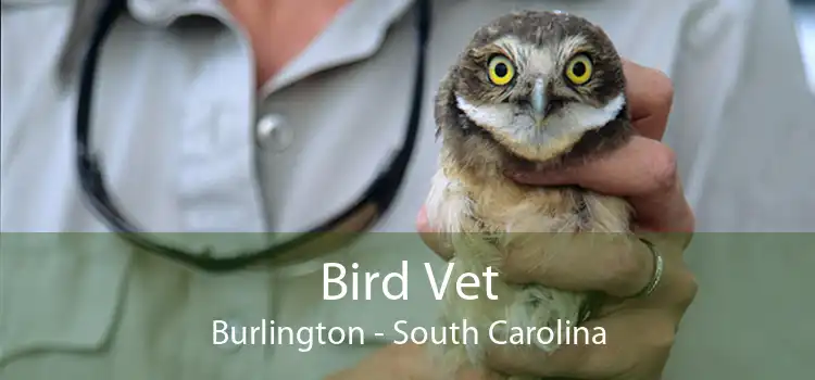 Bird Vet Burlington - South Carolina