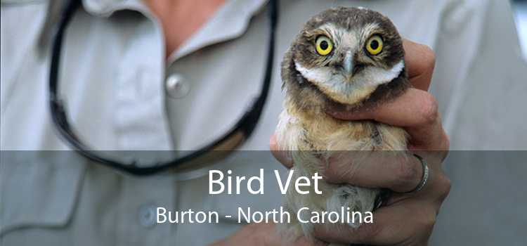 Bird Vet Burton - North Carolina