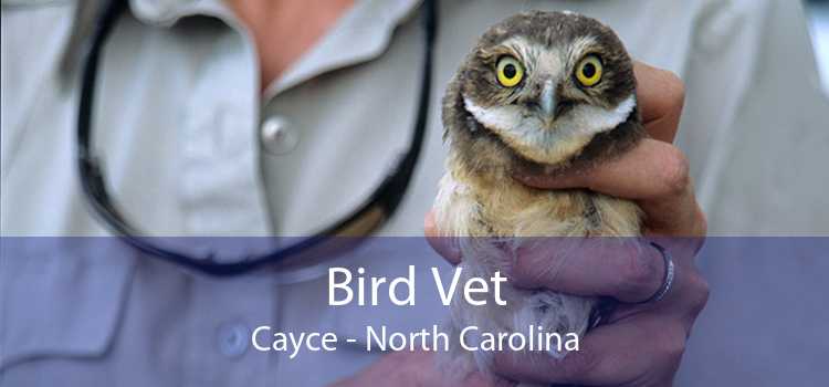 Bird Vet Cayce - North Carolina