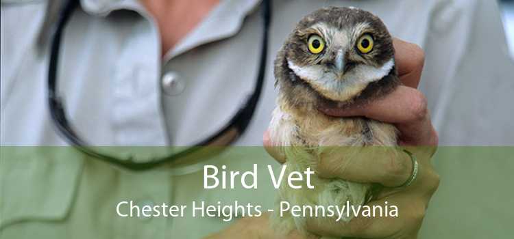Bird Vet Chester Heights - Pennsylvania