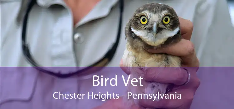Bird Vet Chester Heights - Pennsylvania