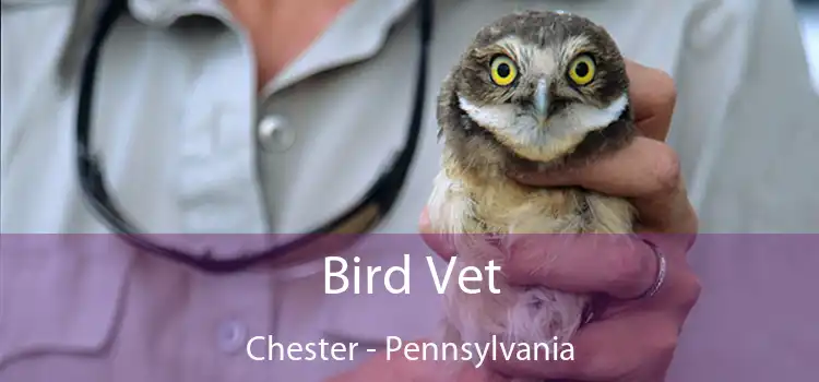 Bird Vet Chester - Pennsylvania