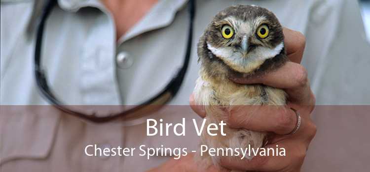 Bird Vet Chester Springs - Pennsylvania