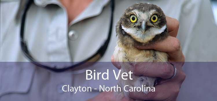 Bird Vet Clayton - North Carolina