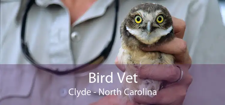 Bird Vet Clyde - North Carolina