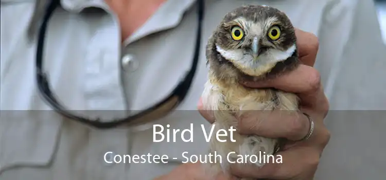 Bird Vet Conestee - South Carolina