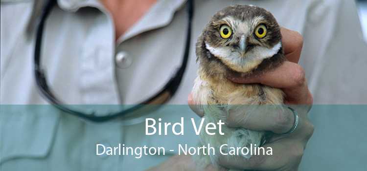 Bird Vet Darlington - North Carolina