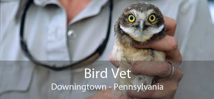 Bird Vet Downingtown - Pennsylvania