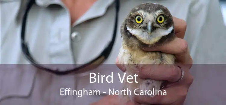 Bird Vet Effingham - North Carolina