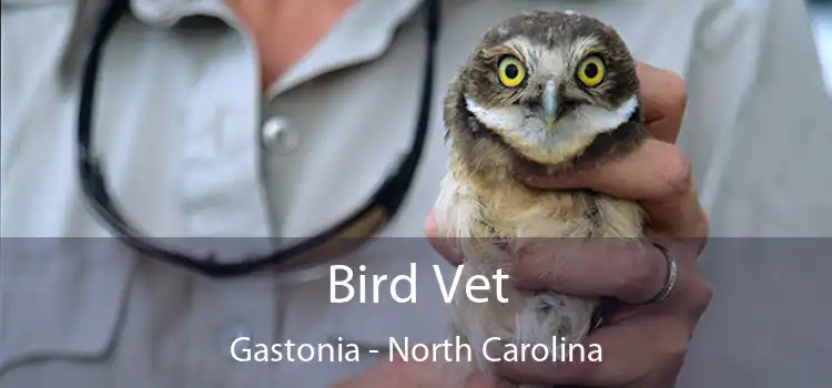 Bird Vet Gastonia - North Carolina