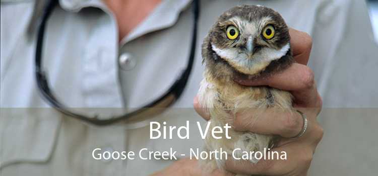 Bird Vet Goose Creek - North Carolina