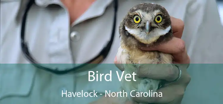 Bird Vet Havelock - North Carolina