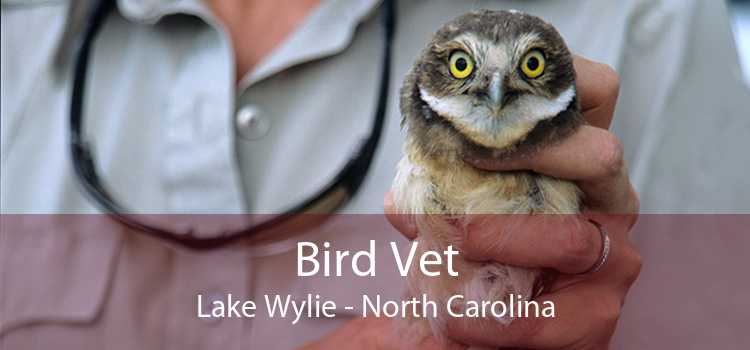 Bird Vet Lake Wylie - North Carolina