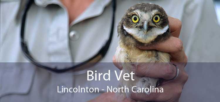 Bird Vet Lincolnton - North Carolina