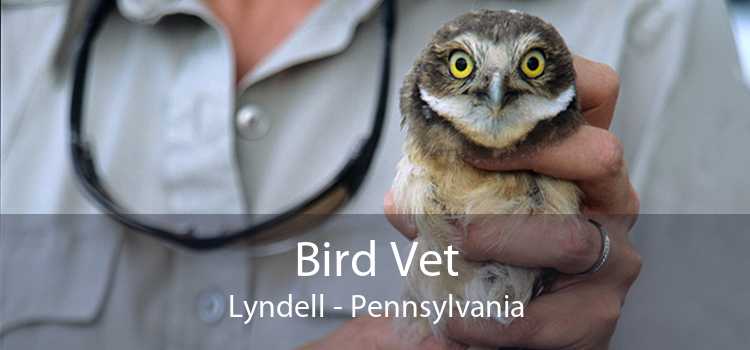 Bird Vet Lyndell - Pennsylvania