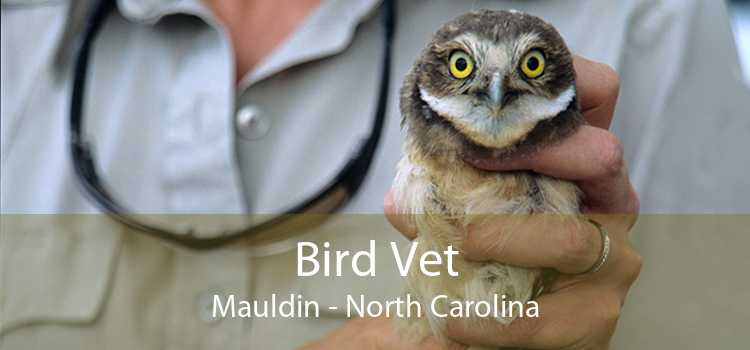 Bird Vet Mauldin - North Carolina
