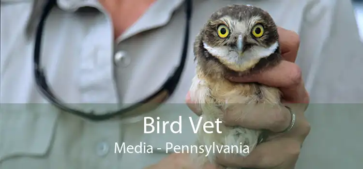 Bird Vet Media - Pennsylvania