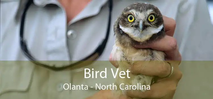 Bird Vet Olanta - North Carolina