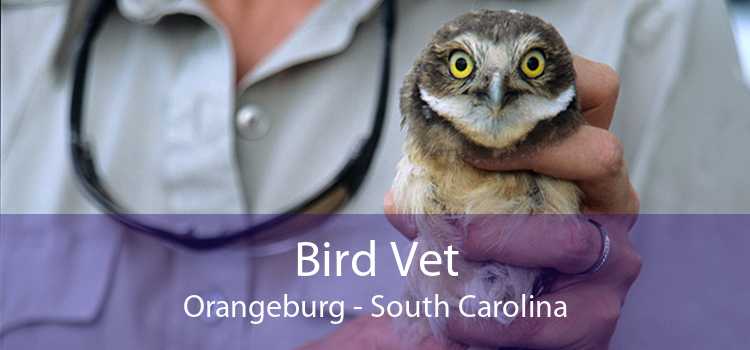 Bird Vet Orangeburg - South Carolina