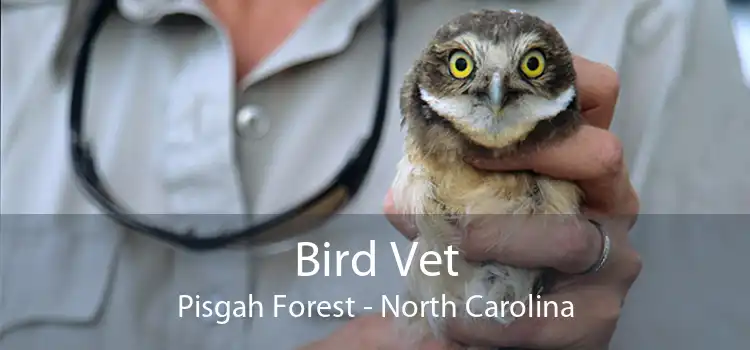 Bird Vet Pisgah Forest - North Carolina