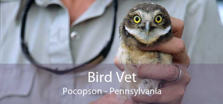 Bird Vet Pocopson - Pennsylvania