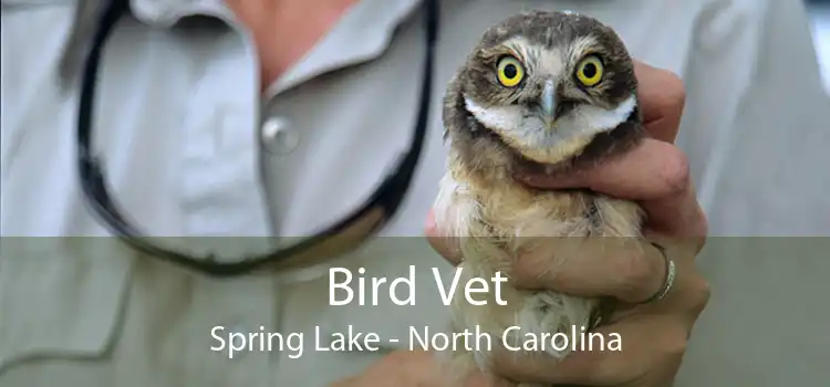 Bird Vet Spring Lake - North Carolina