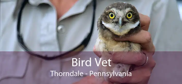 Bird Vet Thorndale - Pennsylvania