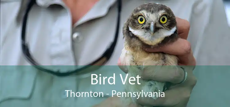 Bird Vet Thornton - Pennsylvania