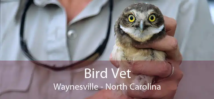 Bird Vet Waynesville - North Carolina