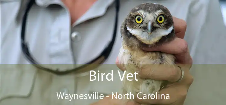 Bird Vet Waynesville - North Carolina
