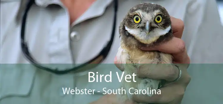 Bird Vet Webster - South Carolina