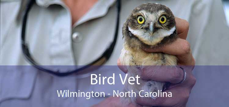 Bird Vet Wilmington - North Carolina