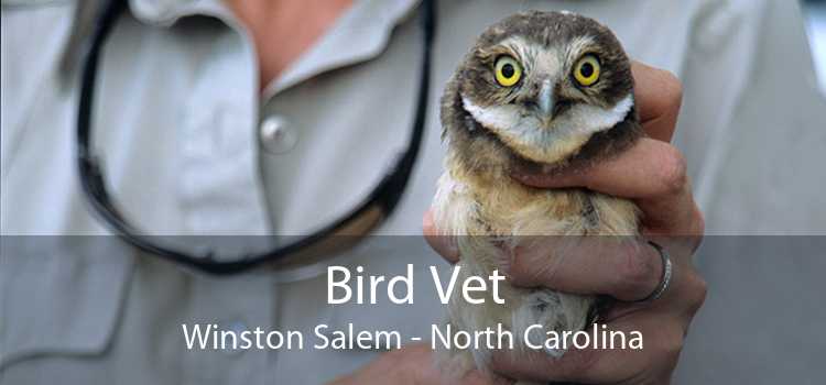 Bird Vet Winston Salem - North Carolina