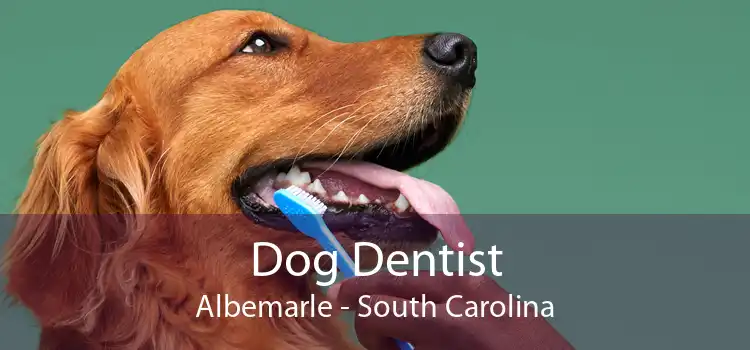 Dog Dentist Albemarle - South Carolina