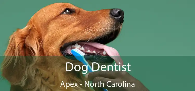 Dog Dentist Apex - North Carolina