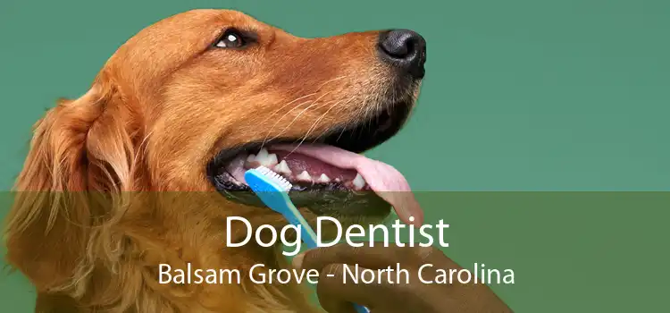 Dog Dentist Balsam Grove - North Carolina