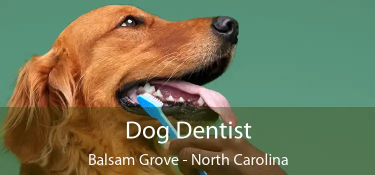 Dog Dentist Balsam Grove - North Carolina