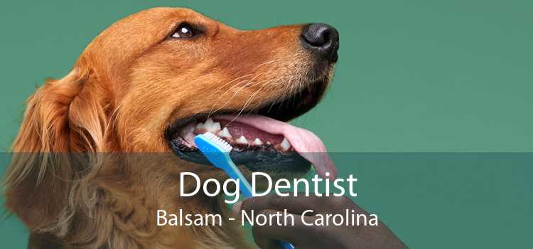 Dog Dentist Balsam - North Carolina