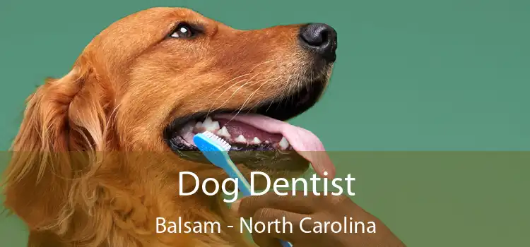 Dog Dentist Balsam - North Carolina