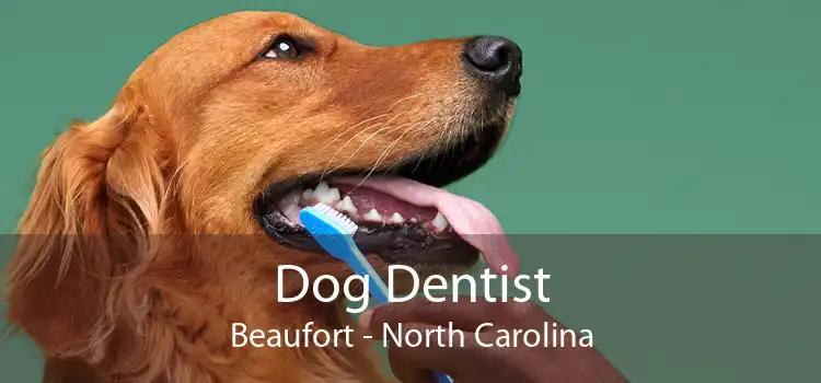 Dog Dentist Beaufort - North Carolina