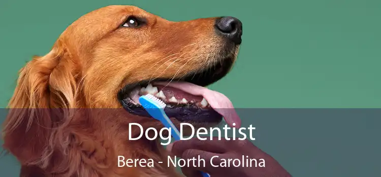 Dog Dentist Berea - North Carolina