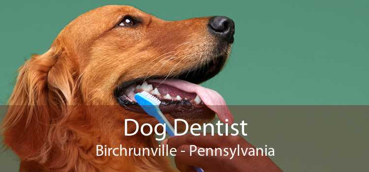 Dog Dentist Birchrunville - Pennsylvania