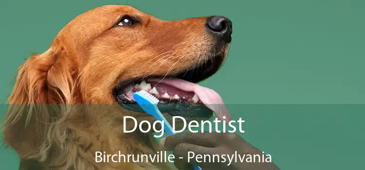 Dog Dentist Birchrunville - Pennsylvania