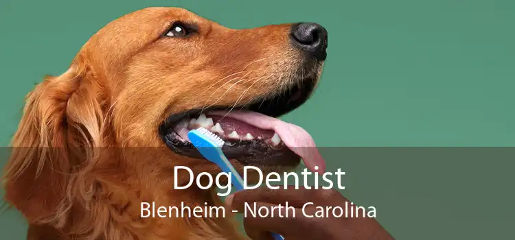 Dog Dentist Blenheim - North Carolina