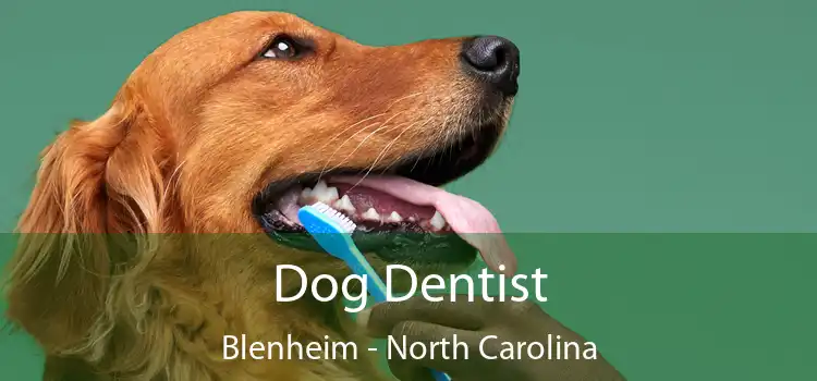 Dog Dentist Blenheim - North Carolina