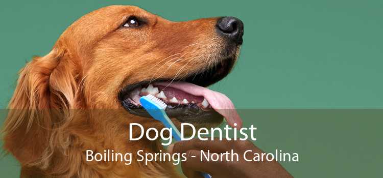 Dog Dentist Boiling Springs - North Carolina